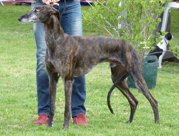 Galgo Espanhol