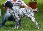 Braco d´Auvergne
