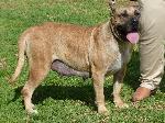 Cães
