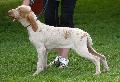 Braco Italiano