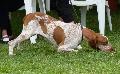 Braco Italiano