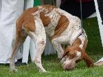 Cães