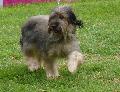 Cão de Pastor Catalão