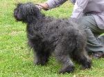 Cães