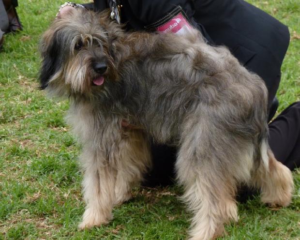 Cão de Pastor Catalão