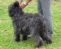 Cão de Pastor Catalão