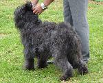 Cães