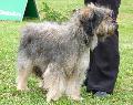 Cão de Pastor Catalão
