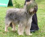 Cães