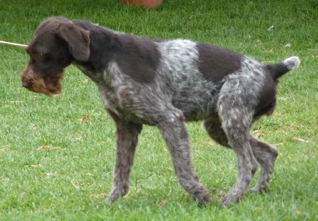 Braco Alemão de Pêlo Duro