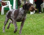 Cães