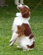 Cães