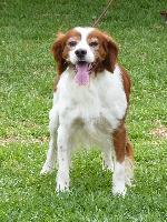 Criadores de cães Épagneul Bretão