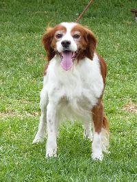 Criadores de cães Épagneul Bretão