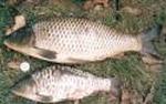 Carpa-comum <i>(Cyprinus carpio)</i>