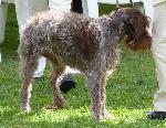 Cães