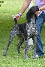 Cães