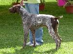 Cães