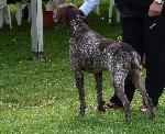 Cães