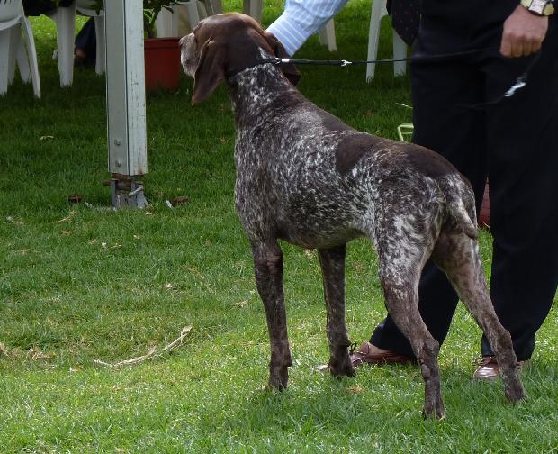 Braco Alemão de Pêlo Curto