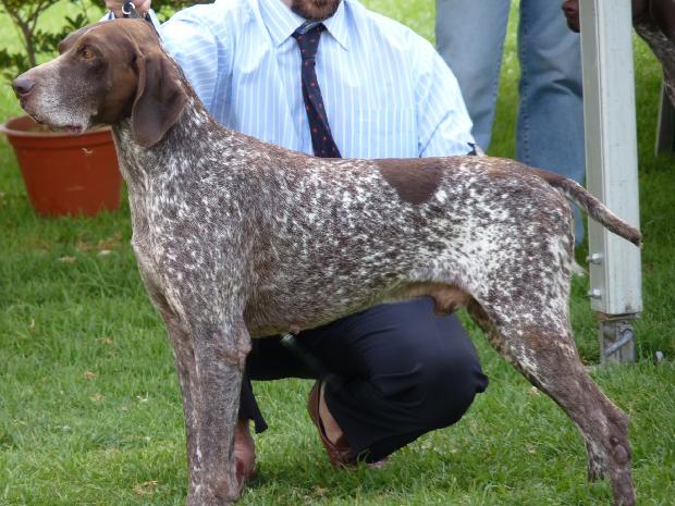 Braco Alemão de Pêlo Curto