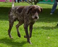 Criadores de cães Braco Alemão de Pêlo Curto