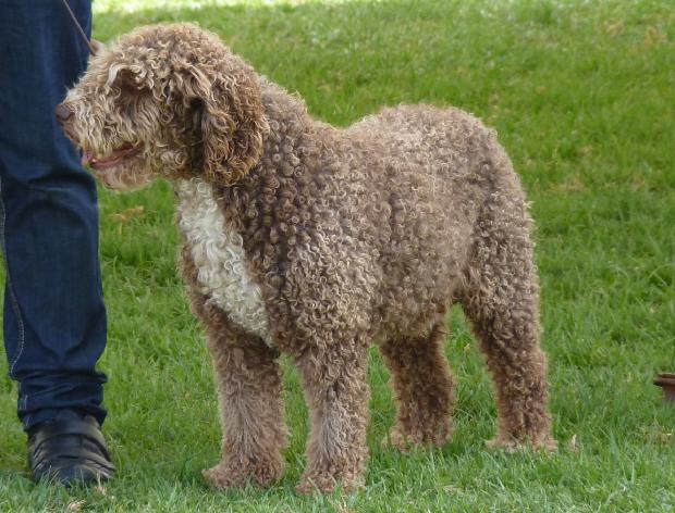 Cão de Água Espanhol