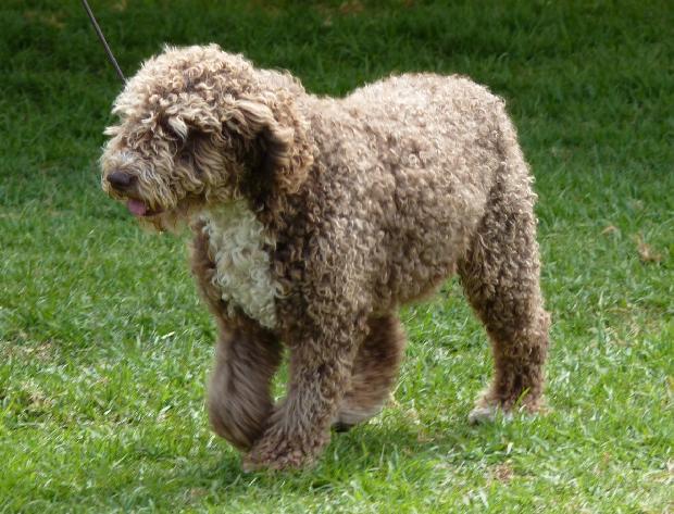 Cão de Água Espanhol