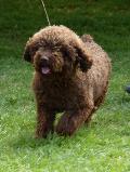 Cão de Água Espanhol