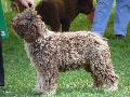 Cão de Água Espanhol