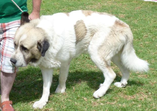 Mastim dos Pirinéus