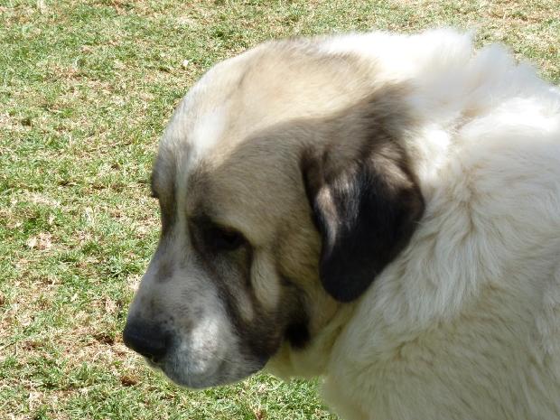 Mastim dos Pirinéus