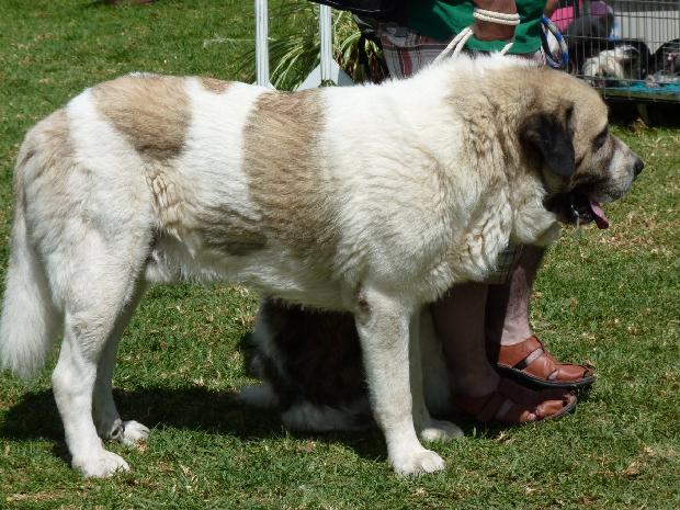 Mastim dos Pirinéus