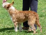 Cães