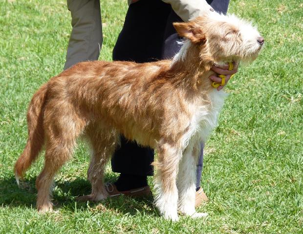 Podengo Português Médio de Pêlo Cerdoso