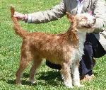Cães
