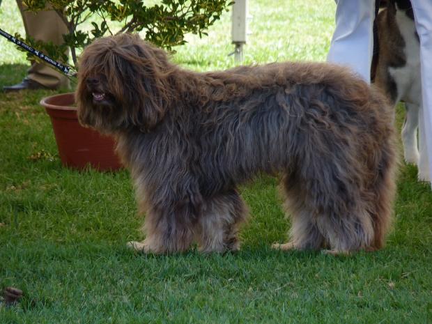Cão da Serra de Aires