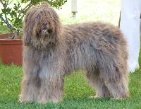 Criadores de Cão da Serra de Aires