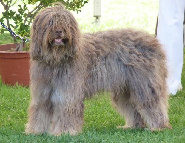 Cão da Serra de Aires