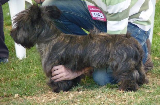 Skye terrier