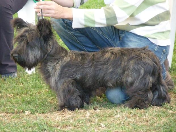 Skye terrier