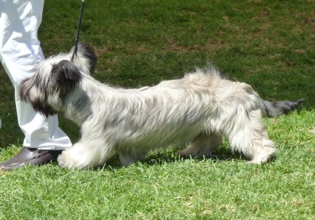Skye terrier