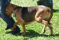 Cão de Santo Huberto