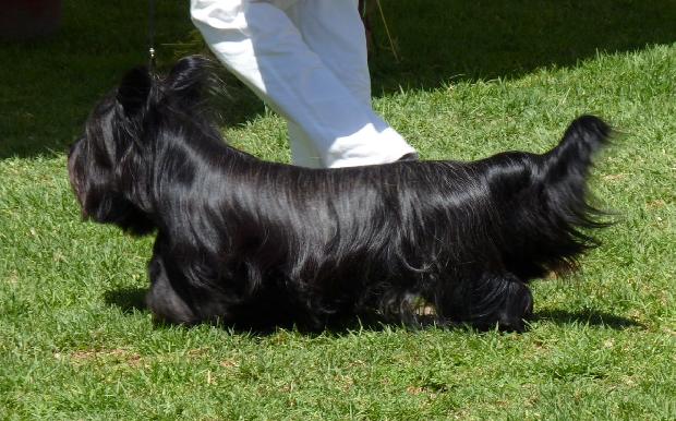 Skye Terrier