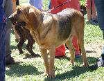 Bloodhound