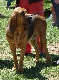 Cão de Santo Huberto