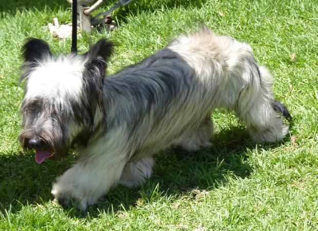 Skye Terrier