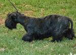 Cães