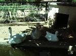 Animais de quinta