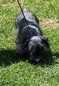 Terrier Checo